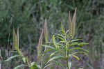 Butterfly milkweed